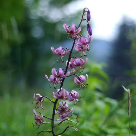 Black Yurt Chromiec Campo de lujo *
