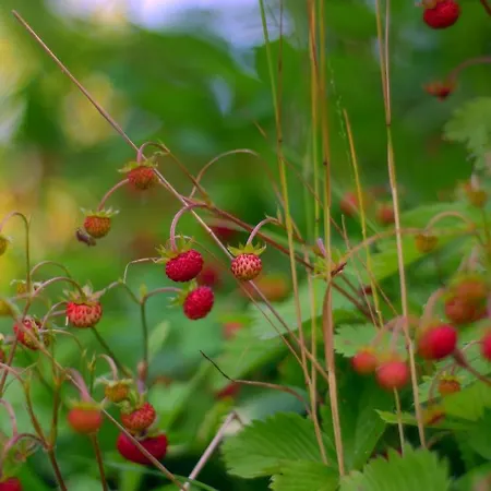 Black Yurt Chromiec Campo de lujo Stara Kamienica