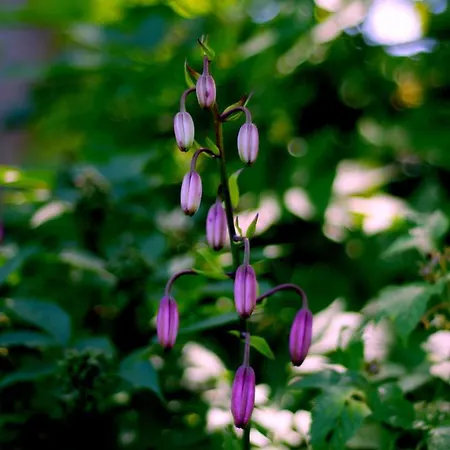 Black Yurt Chromiec Stara Kamienica