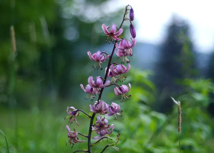 Black Yurt Chromiec Luxury tent *