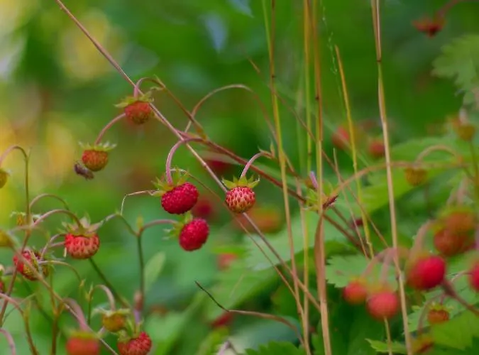 Black Yurt Chromiec Luxury tent Stara Kamienica