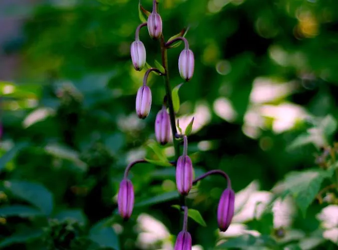 Black Yurt Chromiec Stara Kamienica